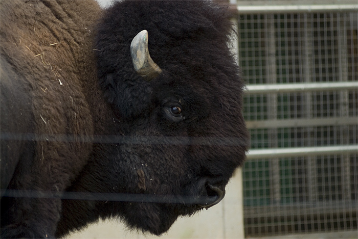 ueno zoo buffalo bison